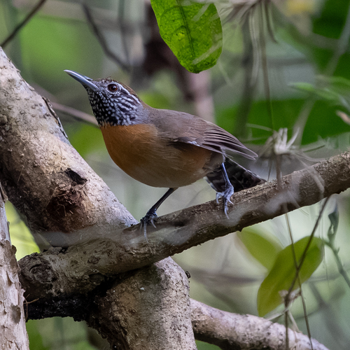 Rufous-breasted Wren (Pheugopedius rutilus), photo 2