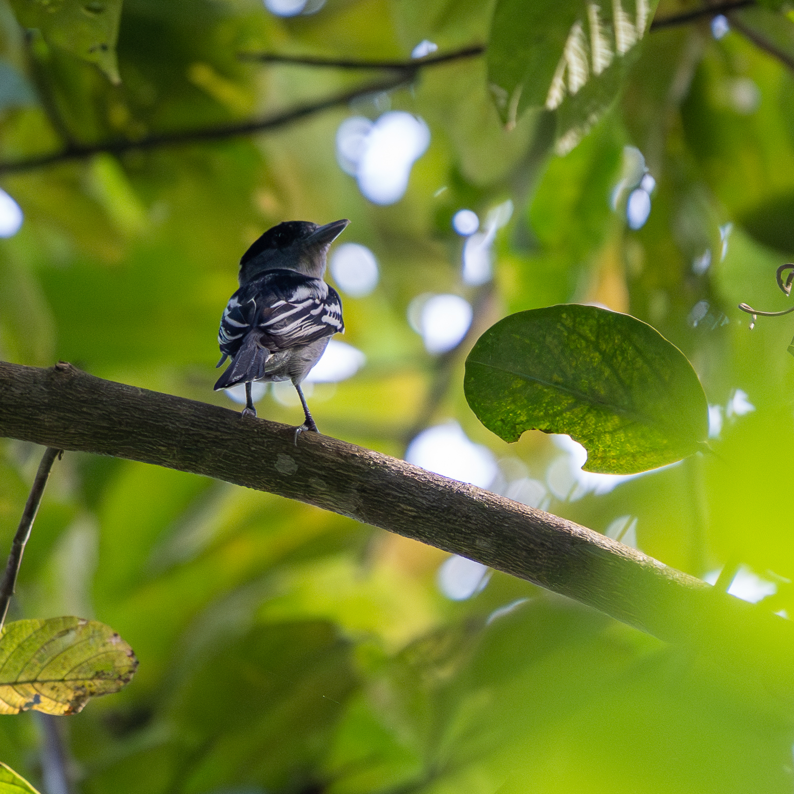 White-winged Becard (Pachyramphus polychopterus), photo 3