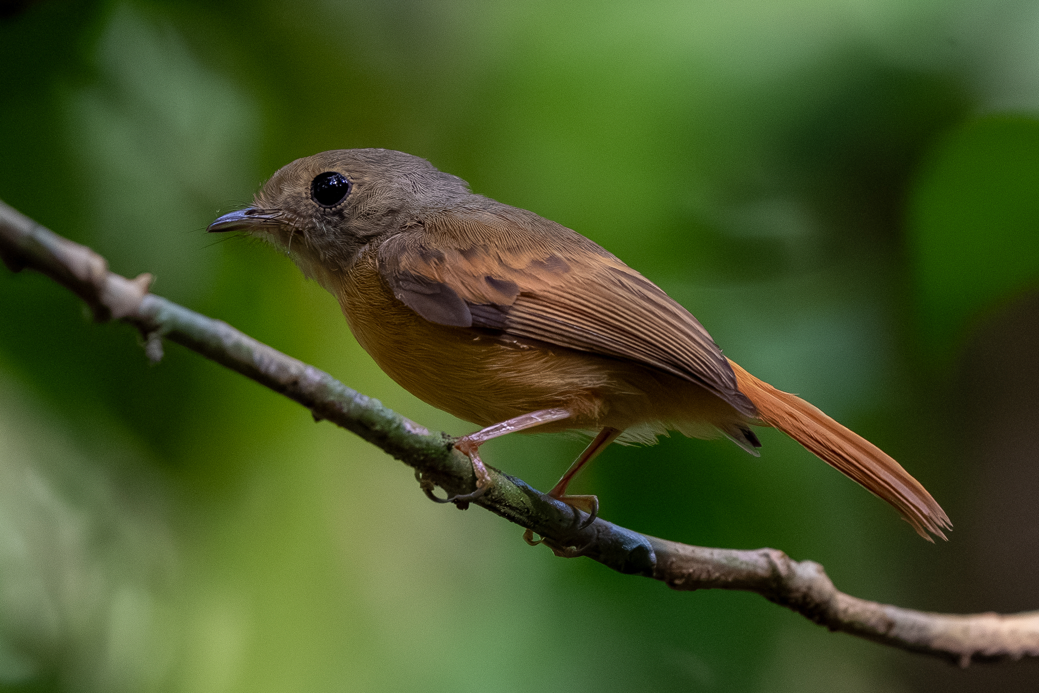 Ruddy-tailed Flycatcher (Terenotriccus erythrurus), photo 1