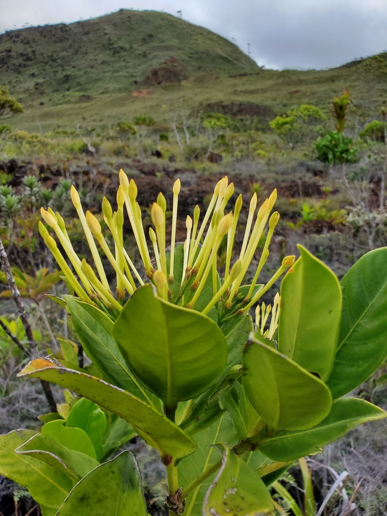 Ixora francii
