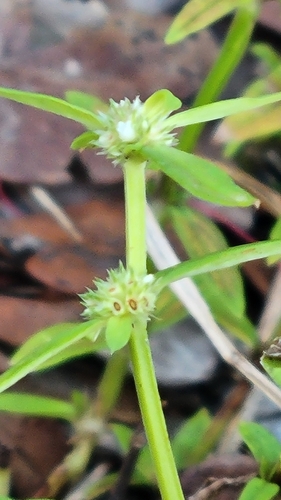 Spermacoce prostrata observed 2026-01-07