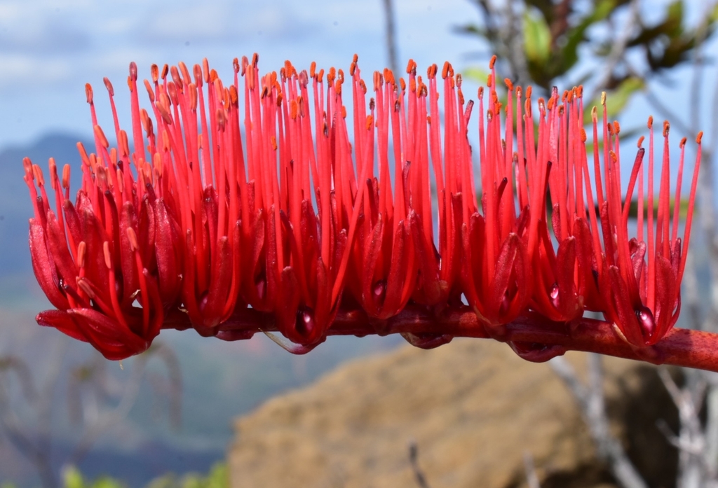 New Caledonia bottlebrush lily