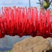 New Caledonia Bottlebrush Lily - Photo (c) Joey Santore, some rights reserved (CC BY-NC), uploaded by Joey Santore