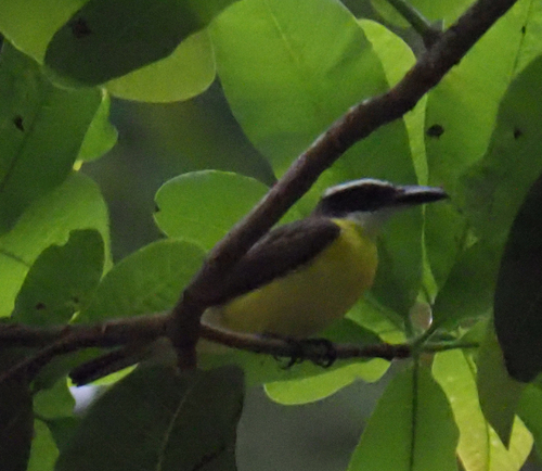 Boat-billed Flycatcher (Megarynchus pitangua), photo 8
