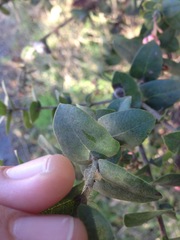 Arctostaphylos pajaroensis