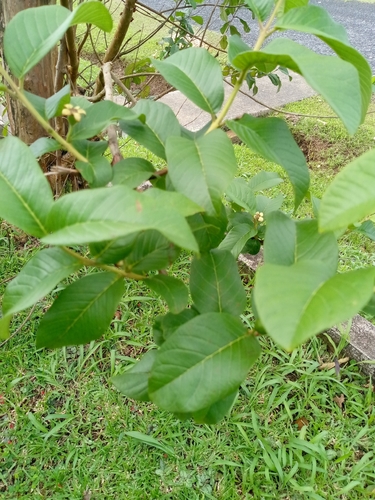 Psidium guajava observed 2026-01-20