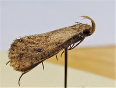 Acrolophus mortipennella