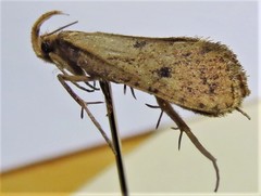 Acrolophus mortipennella