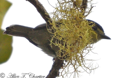 Pachyramphus versicolor