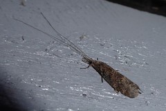 Triplectides obsoletus