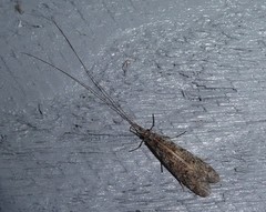 Triplectides obsoletus