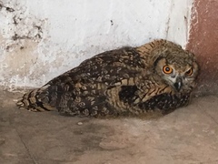 Bubo bengalensis