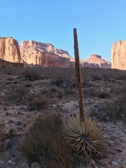 Agave utahensis kaibabensis