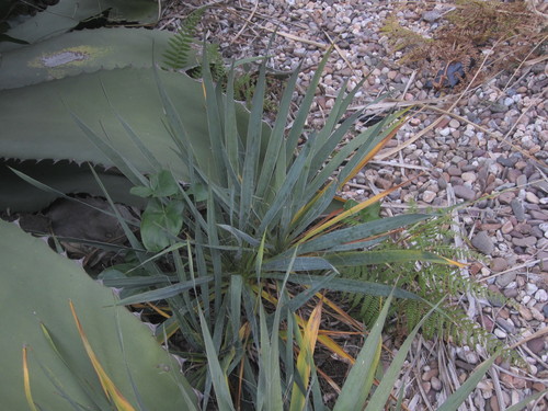 Yucca X karlsruhensis