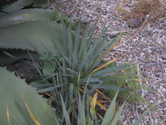 Yucca × karlsruhensis