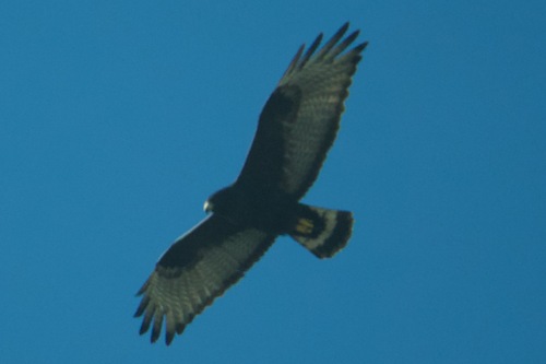 Zone-tailed Hawk (Buteo albonotatus), photo 5