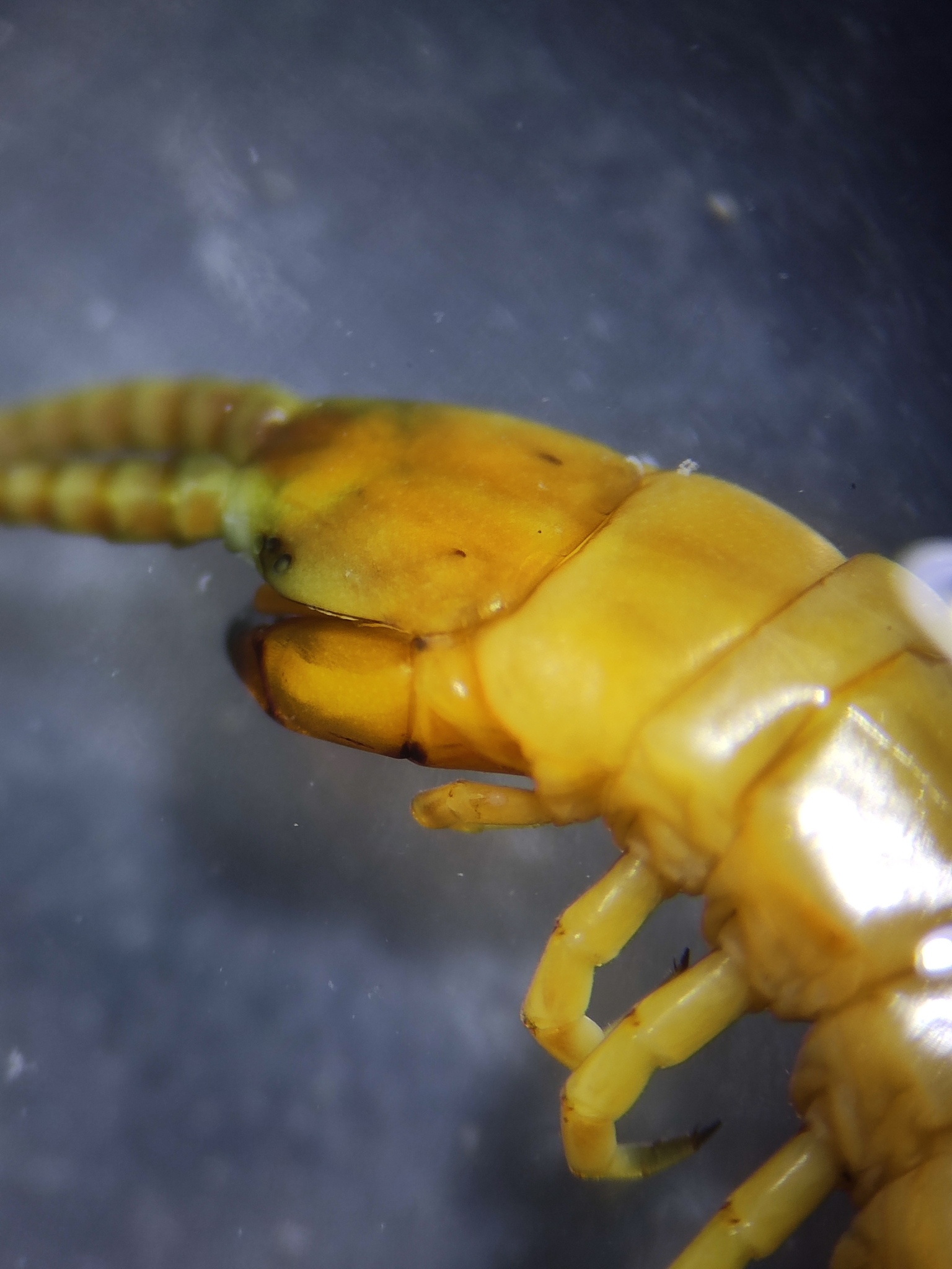 Scolopendra oraniensis Lucas, 1846