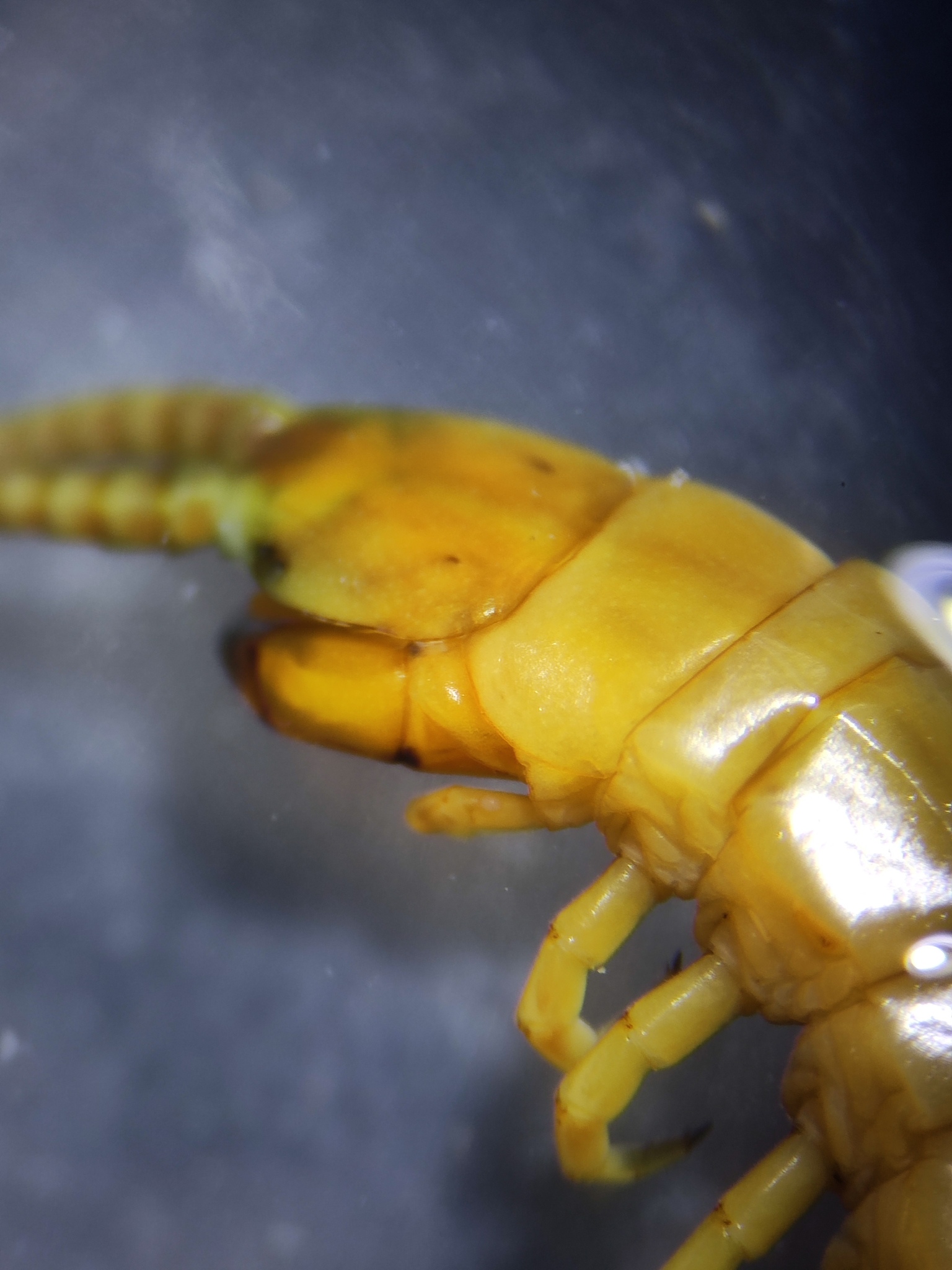 Scolopendra oraniensis Lucas, 1846
