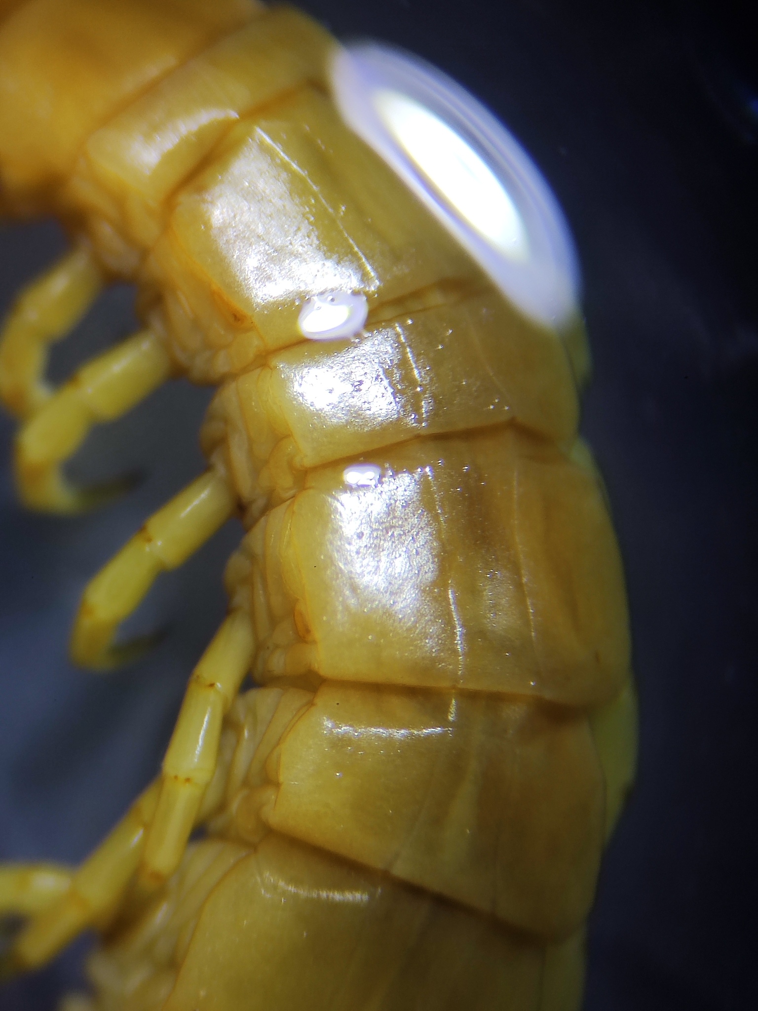 Scolopendra oraniensis Lucas, 1846