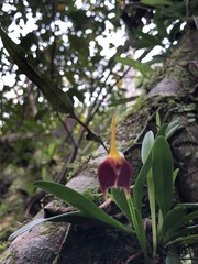 Masdevallia