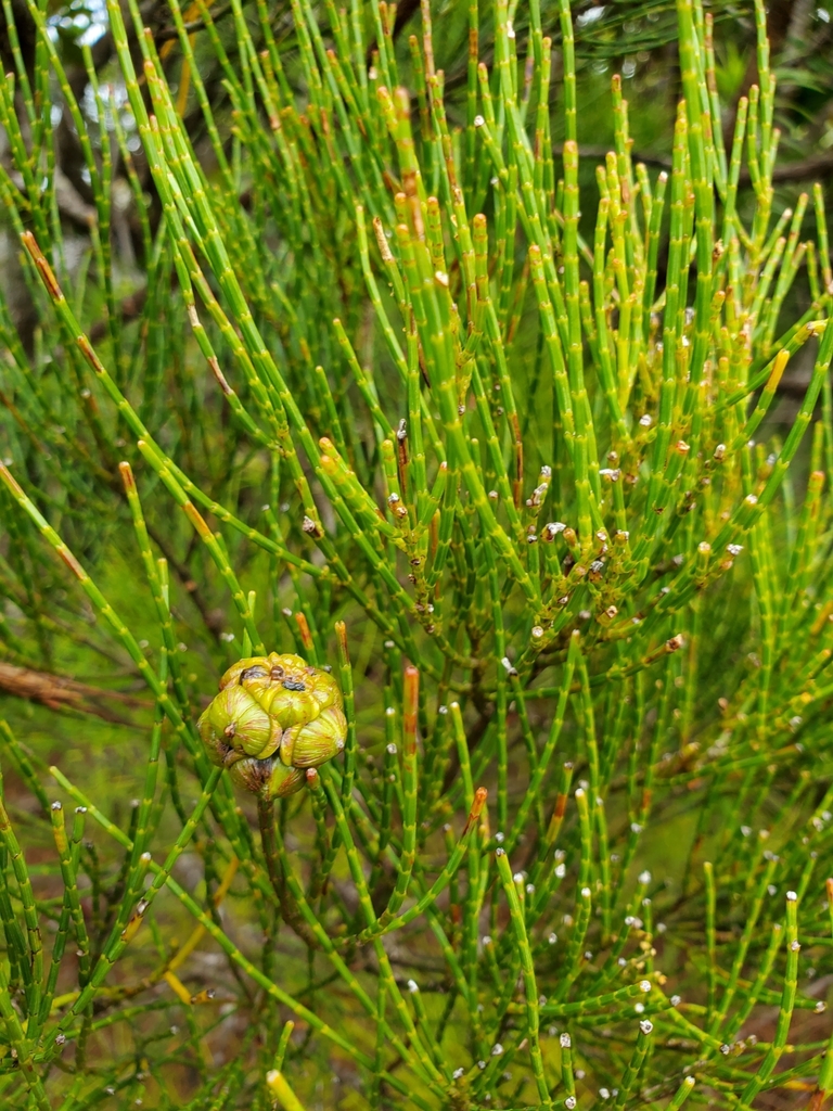 Gymnostoma glaucescens