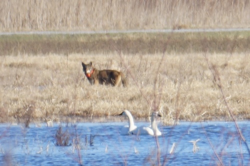 Red Wolf observed by polysaccharide