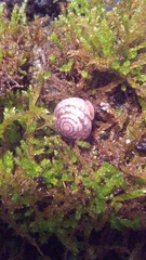 Euchemotrema leaii