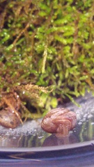 Euchemotrema leaii