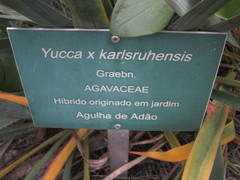 Yucca × karlsruhensis