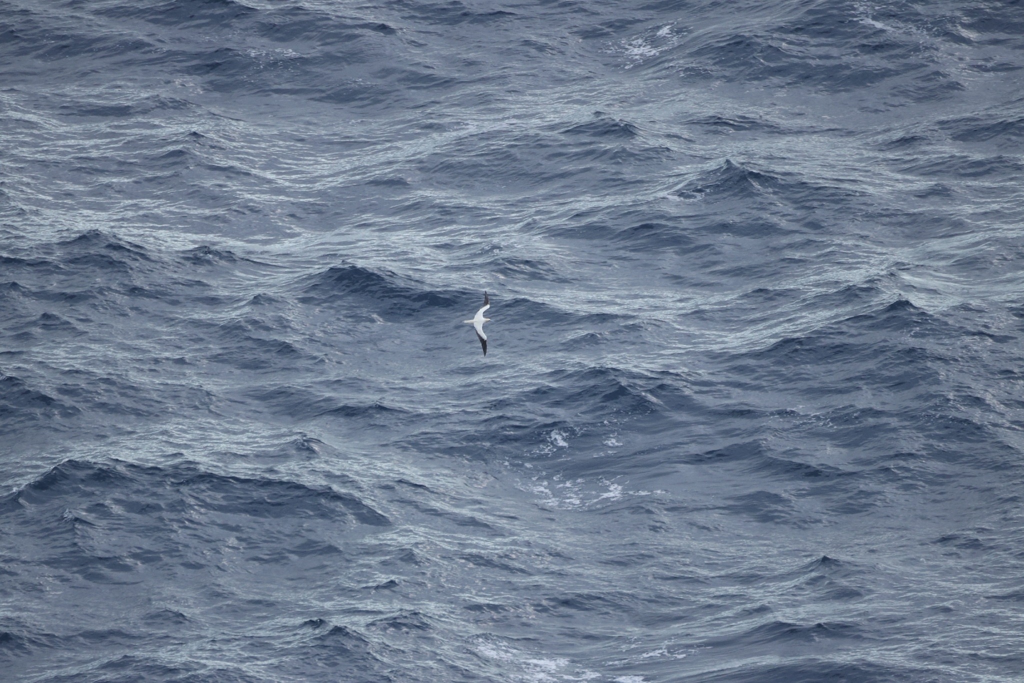 Red-footed Booby (Sula sula), photo 3