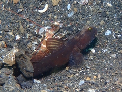 Cryptocentrus fasciatus