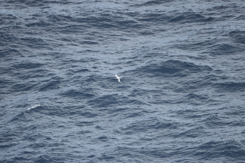 White-tailed Tropicbird (Phaethon lepturus), photo 7