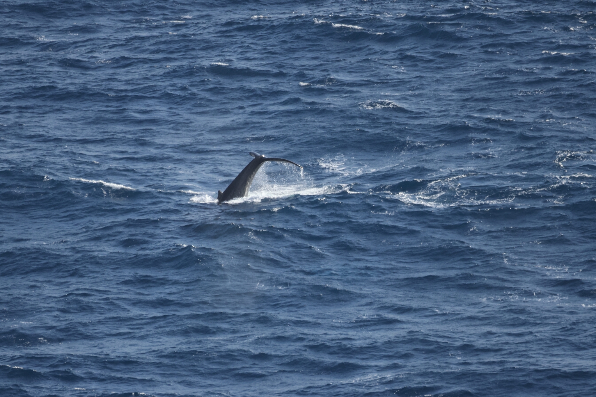 Megaptera novaeangliae