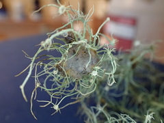 Usnea ceratina