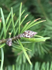 Pseudotsuga