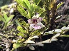 Dichaea ancoraelabia