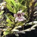 Dichaea ancoraelabia - Photo (c) jomnres,  זכויות יוצרים חלקיות (CC BY-NC), הועלה על ידי jomnres