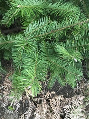 Pseudotsuga