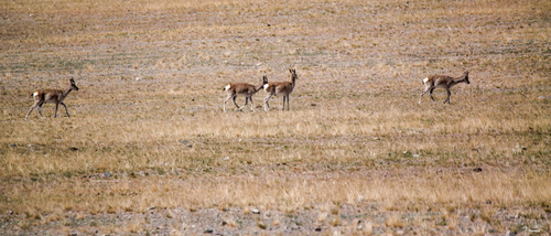 Tibetan Gazelle