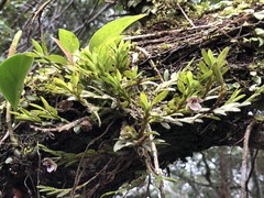 Dichaea ancoraelabia