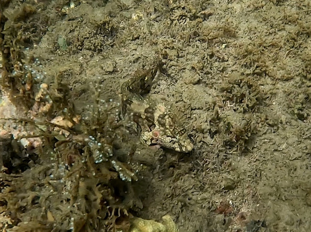 Mock Blenny