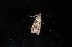 Eudonia submarginalis