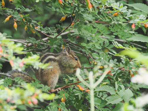 Siberian Chipmunk