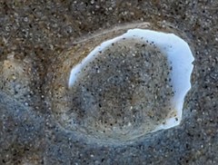 Tellinoidea