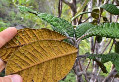 Pleurocalyptus