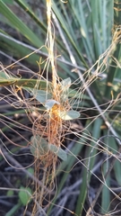 Cuscuta subinclusa