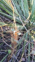 Cuscuta subinclusa