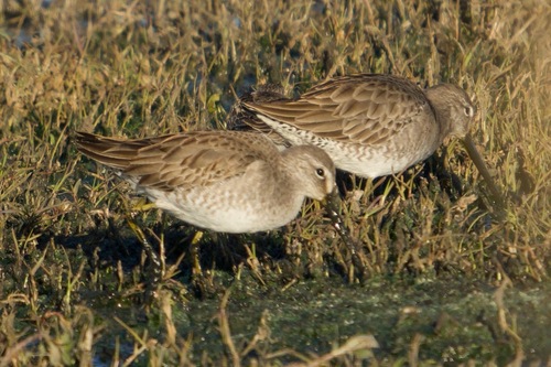 Long-billed Dowitcher (Limnodromus scolopaceus), photo 6