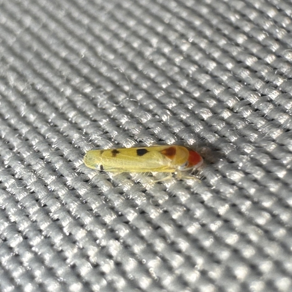 Alconeura depressa