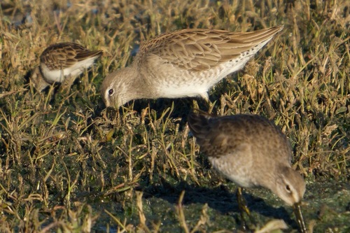 Long-billed Dowitcher (Limnodromus scolopaceus), photo 7